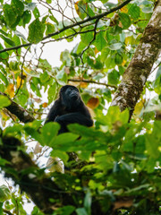 Howler Monkey (Alouatta guariba) taken in Costa Rica