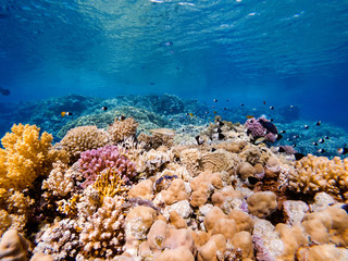 Naklejka na ściany i meble colorful corals and exotic fishes at the bottom of the Red sea. beautiful natural summer background