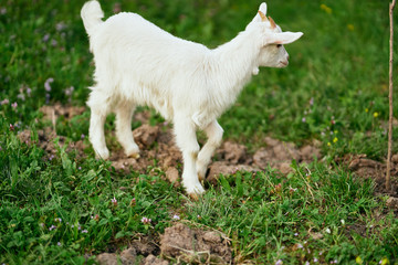 goat on green grass