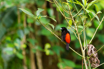 Passerini's Tanager (Ramphocelus passerinii) male with pure black body and red rump, taken in Costa Rica