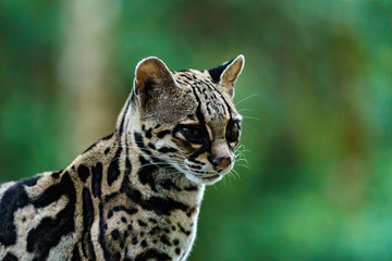 Female Margay (Leopardus wiedii) early morning in forest in Csota Rica