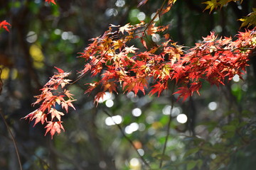 紅葉