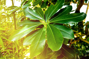 Beautiful Plumeria flower for background or used for miscellaneous.
