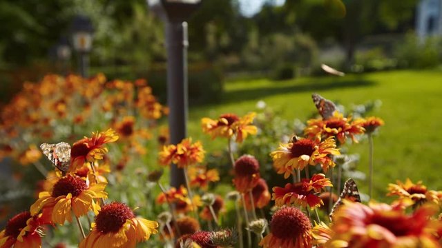 Beautiful butterfly pollinating flowers of helenium, calendula and echinacea. Painted lady on orange colored asteraceae blossom eating nectar. Gaillardia or venidium petals macro shot.