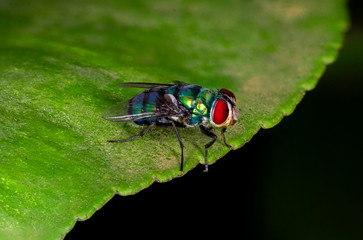 Macro photo of bluebottle fly, it is part of a family of blue or metallic green flies, the...