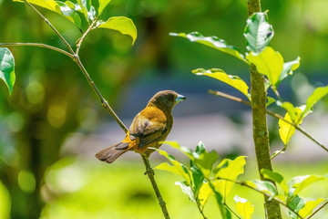 Passerini's Tanager (Ramphocelus passerinii) female with orange front and grey head and back, taken in Costa Rica