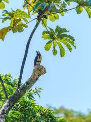 Collared Aracari (Pteroglossus torquatus) perche din a tree, taken in Costa Rica