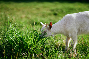 goat on green grass