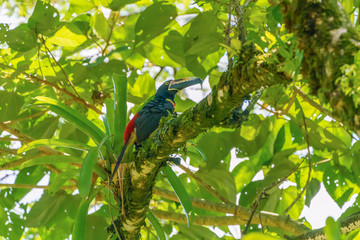 Collared Aracari (Pteroglossus torquatus) perche din a tree, taken in Costa Rica