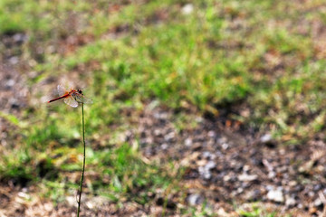 Dragonfly on the twing. (Sympetrum sanguineum)