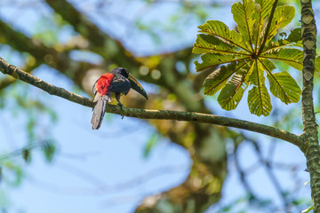 Collared Aracari (Pteroglossus torquatus) perche din a tree, taken in Costa Rica