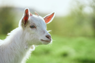 portrait of a goat