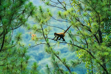 Geoffroy's spider monkey (Ateles geoffroyi) in a tree in Costa Rica