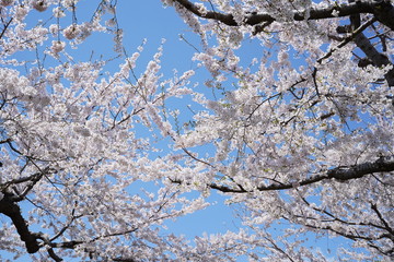 light pink cherry blossom against blue  sky
