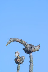Korean Sotdae, pole signifying prayer for a good harvest, bird figurine made of wood root.