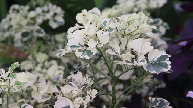 Green leaves with white edge patterns or Polyscias Balfouriana , ornamental plants with light wind