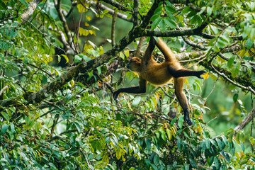 Geoffroy's spider monkey (Ateles geoffroyi) in a tree in Costa Rica