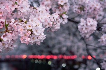 Pink cherry blossom flowers and blurred bokeh festival lantern lights at Meguro River in Tokyo　目黒川桜まつり夕景 桜と提灯の光（玉ボケ）