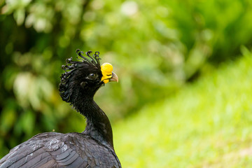 Great Curassow (Crax rubra) male, taken in Costa Rica
