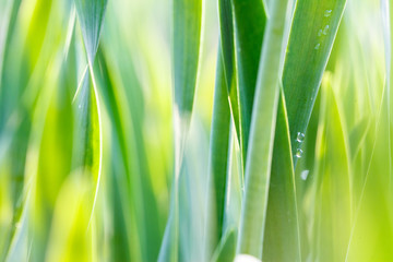Fresh green grass with water droplet in sunshine