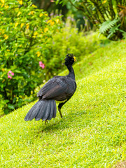 Great Curassow (Crax rubra) male, taken in Costa Rica