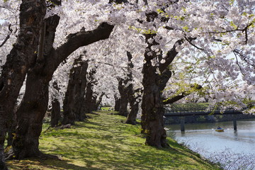 Rows of cherry blossom by the river
