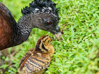 Great Curassow (Crax rubra) female with chick, taken in Costa Rica