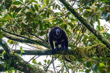Howler Monkey (Alouatta guariba) taken in Costa Rica