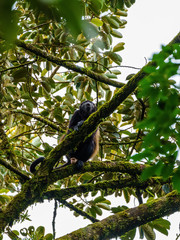 Howler Monkey (Alouatta guariba) taken in Costa Rica