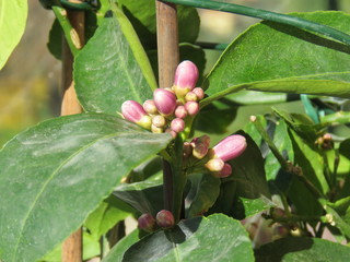 Dettaglio naturale