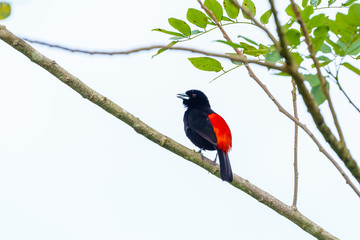 Passerini's Tanager (Ramphocelus passerinii) male with pure black body and red rump, taken in Costa Rica