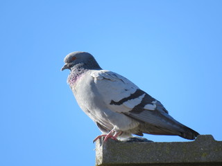 Piccione