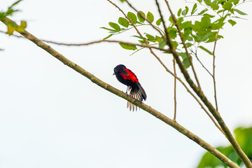 Passerini's Tanager (Ramphocelus passerinii) male with pure black body and red rump, taken in Costa Rica