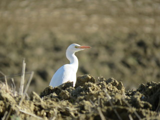 Bubulcus ibis
