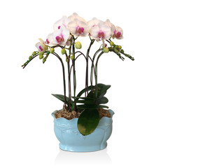  beautiful white and violet orchid flower bouquet in blue ceramic pot on white background,nature, copy space