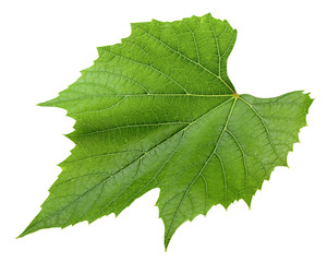Fototapeta premium Grape leaf, isolated on white background, clipping path, full depth of field