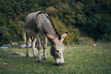 Naklejka na ściany i meble donkey in field