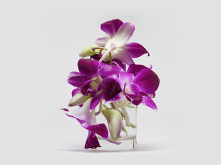 Front view violet and pink orchid flowers on water in small glass cup on white background,copy space