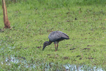 Obraz na płótnie Canvas Plumbeous ibis in the Pantanal, Brazil, South America