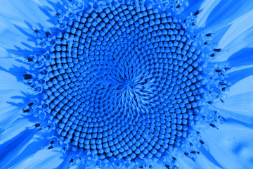 sunflower toned with blue color. Close up