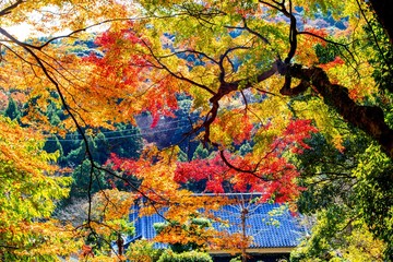 岩戸寺の紅葉