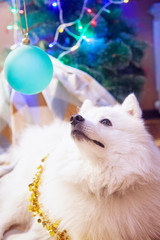 Fototapeta na wymiar White Japanese Pomeranian lies and looks at Christmas tree toy
