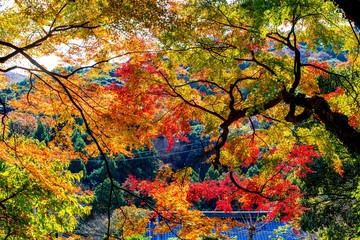 岩戸寺の紅葉