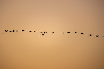 cranes flying over sky at sunrise