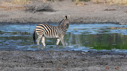 Obraz na płótnie Canvas One zebra at a waterhole in the Kruger national Park in South africa