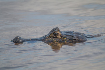 Yacare caiman in the Pantanal, Brazil, South America