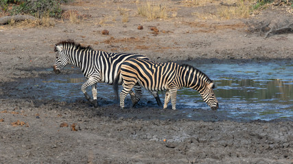 Fototapeta na wymiar Two zebra drinking water at a waterhole in Kruger National Park, South Africa