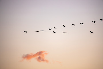 cranes flying over sky at sunrise