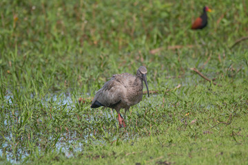 Plumbeous ibis in the Pantanal, Brazil, South America