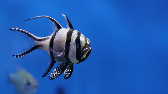 アマノガワテンジクダイ　-Banggai cardinalfish-